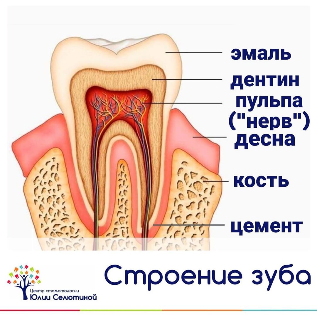 Где находится нерв в зубе фото