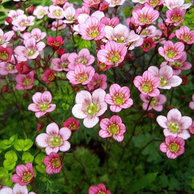 Камнеломка в близи