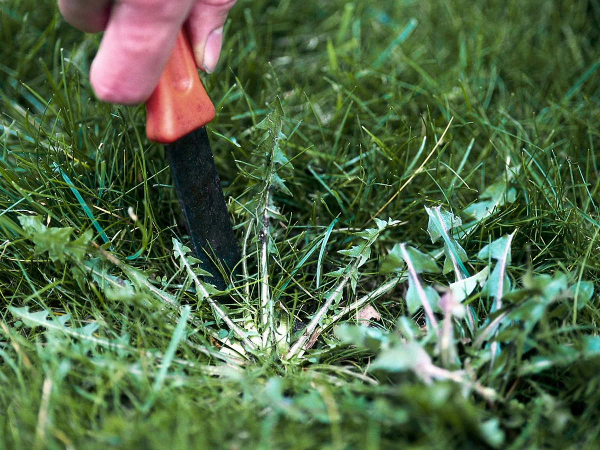 Нежелательной растительности. Сорняки mauvaises Herbes 2018. Сорняки на газоне. Прополка газона. Уничтожение сорняков.