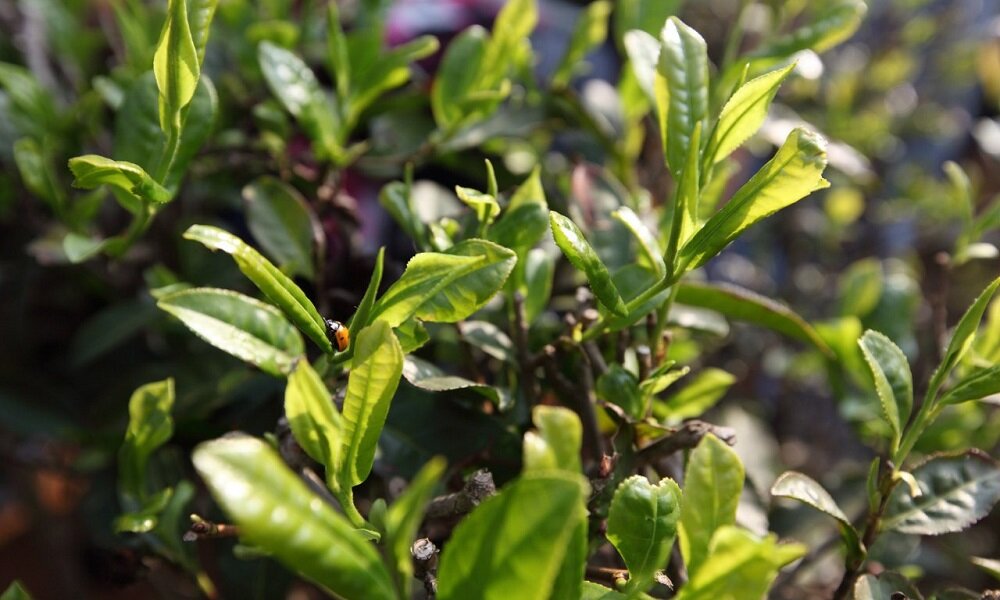 Весенний чайный куст