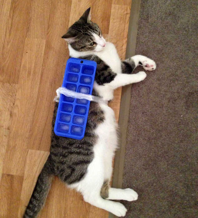 В те моменты, когда кот вылезает из холодильника, он использует такой вот мобильный кондиционер