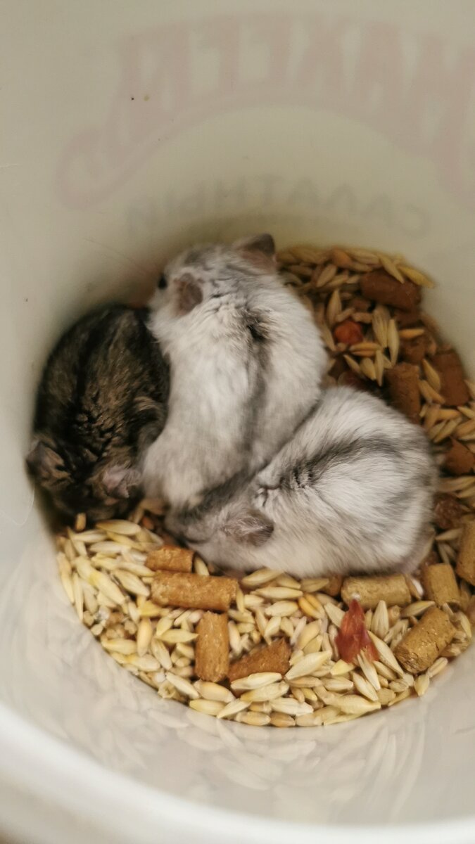 Хома, Снежок и Сырок