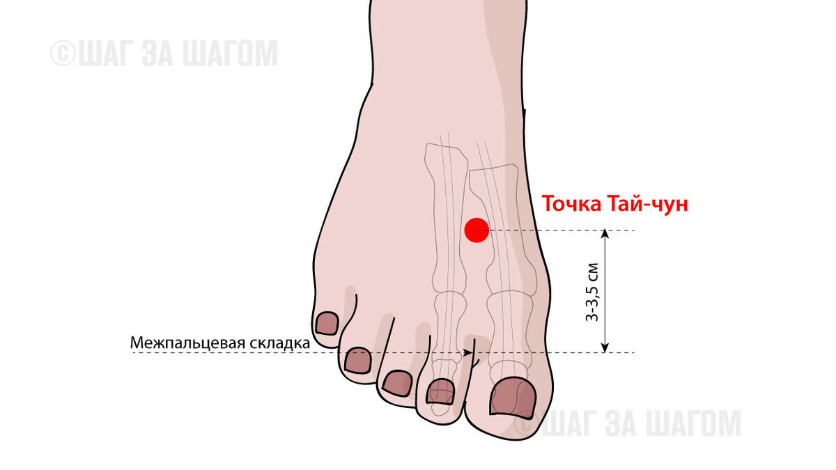 Точка для здоровья печени Тайчун: расположение