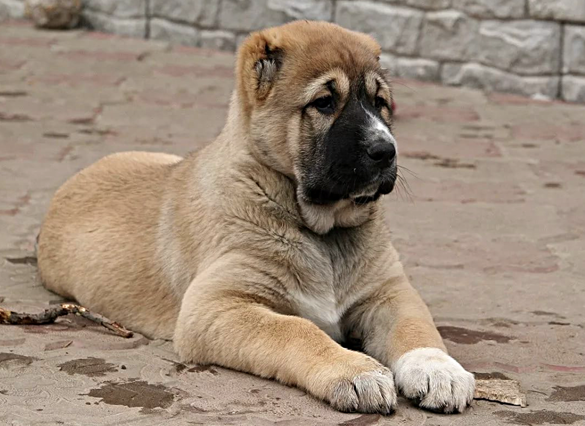 Ежедневный уход за алабаем