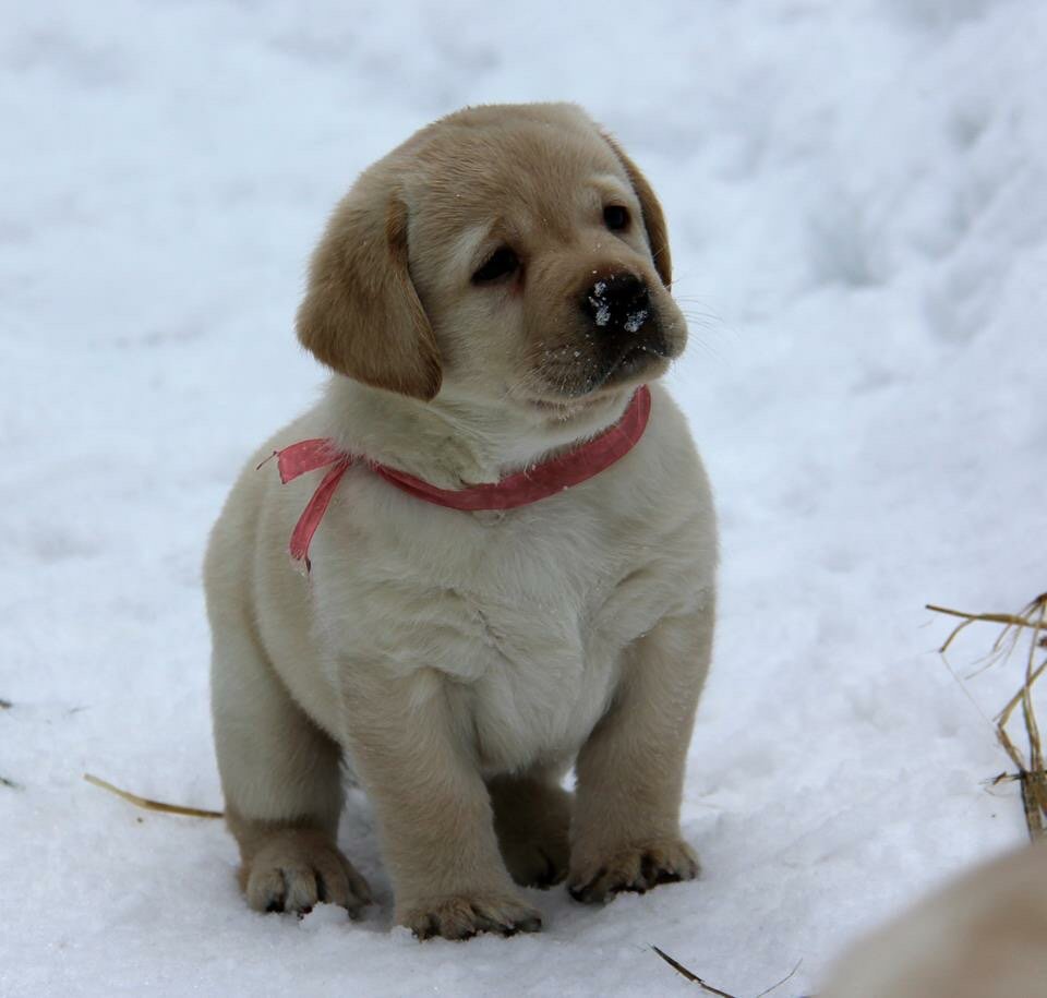Щенок лабрадора питомника Arh Beuaty