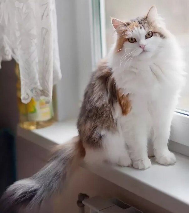 фотоколлаж