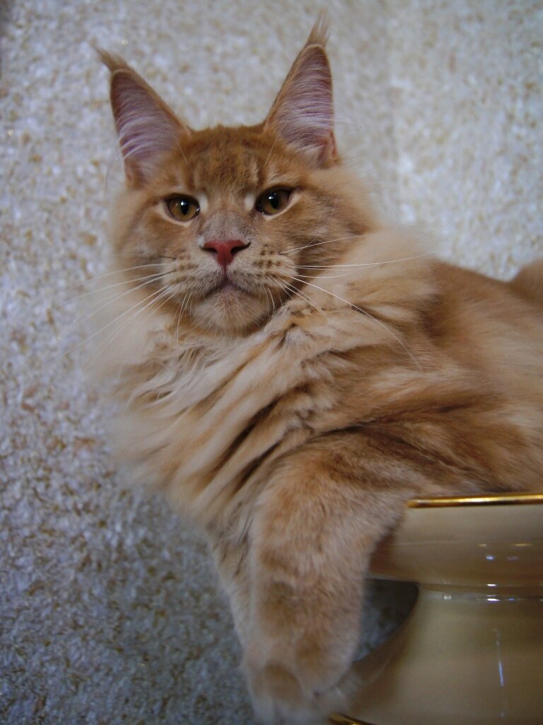 Котик Абсент от нашего Феромона и Жожо.