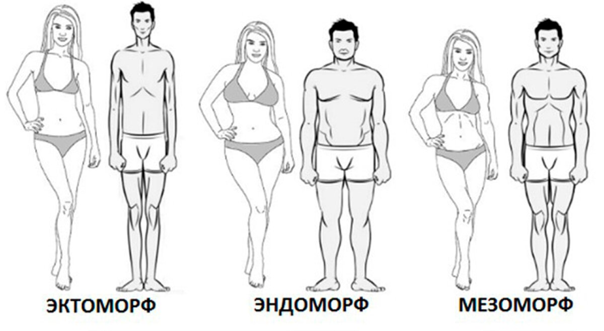 Эктоморф мезоморф