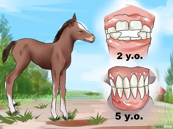 Сколько лошадке лет. Возраст лошади по зубам. Зубы жеребенка. Зубы коня Возраст.