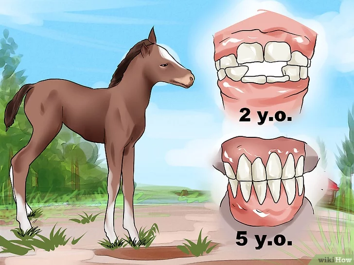 Сколько есть лошадь. Возраст лошади по зубам. Возраст жеребенка по зубам.
