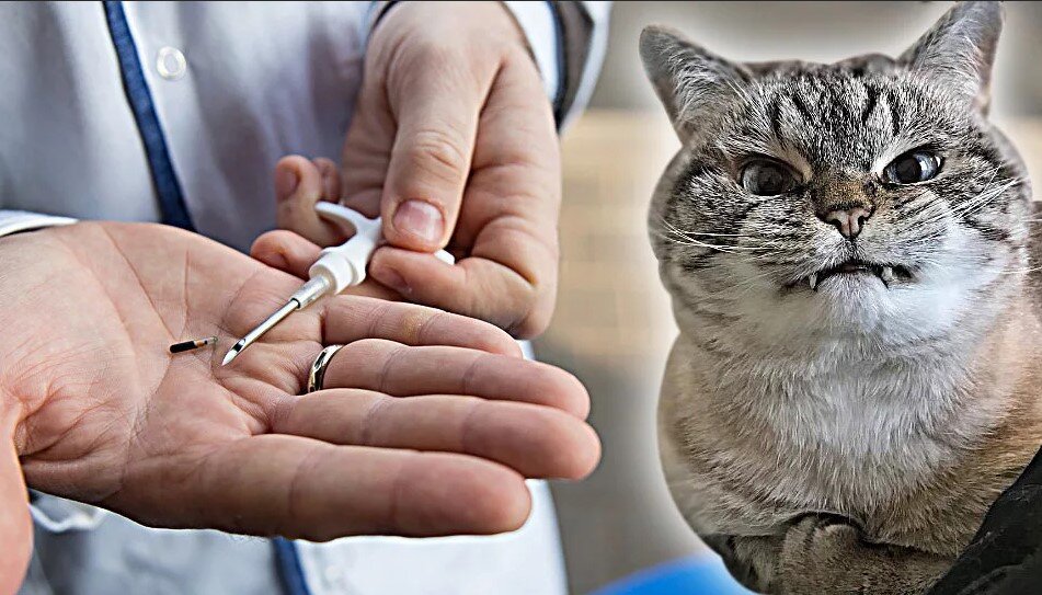 Это я. Только что чипировался. 