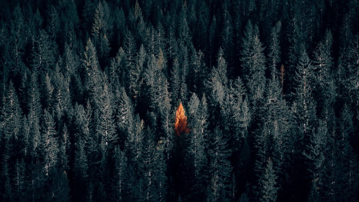 Ночная тайга больше всего наполнена опасностями.