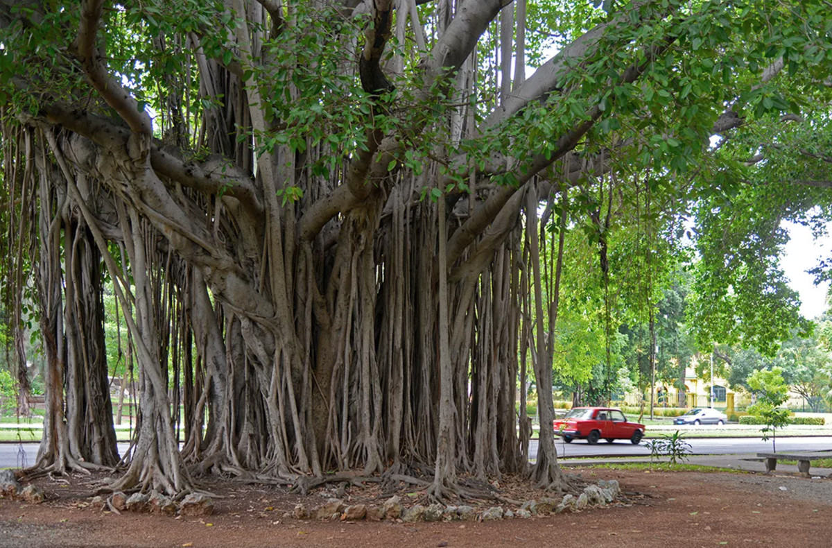 Фикус в естественной среде обитания    Источник: https://clck.ru/WjUJT