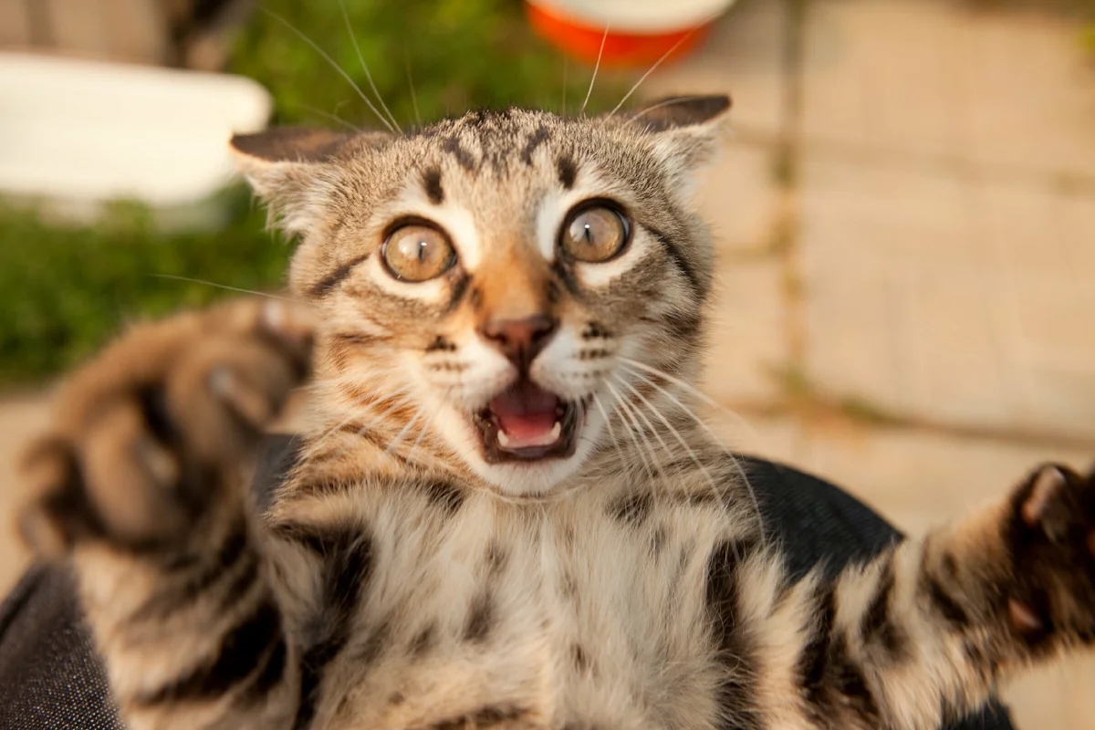 а это маленький Ёс, именно таким он мне и запомнился в детстве:) (фото автора)