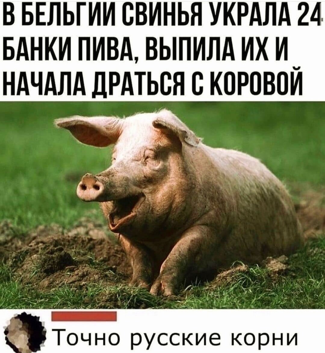 Свинья