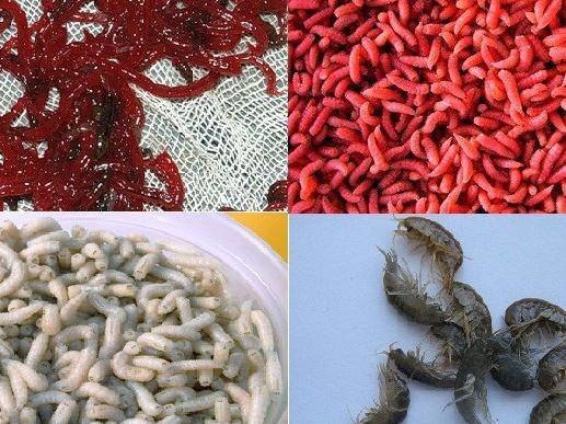 Виды червя. Где искать червей, медведок и личинок майского жука? Как насаживать и где хранить наживку?