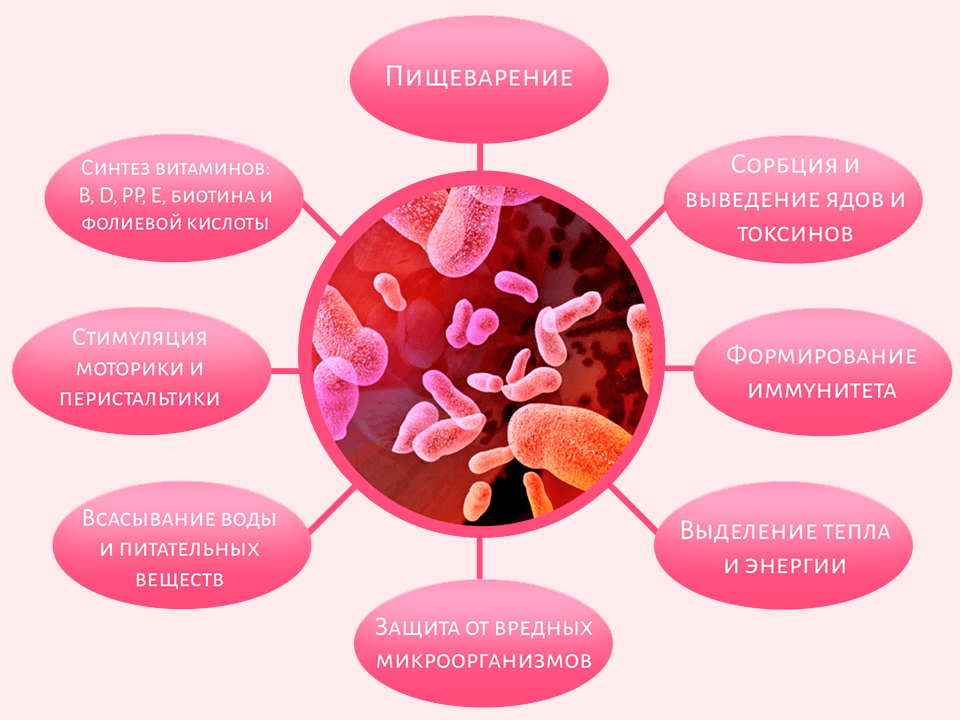 Какая микрофлора. Функции кишечной микрофлоры в организме человека. Схема нормальной микрофлоры человека. Микрофлора человека микробиология схема. Функции нормальной микрофлоры человека.