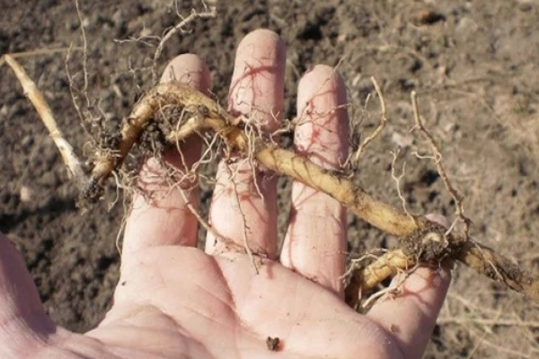 Ползущее  деревянистое корневище. Фото из открытого источника.