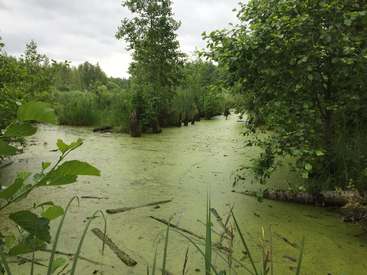 Бескрайние болота Мещеры иногда практически непролазны даже для самого подготовленного туриста. Фото: Геннадий Клюшкин