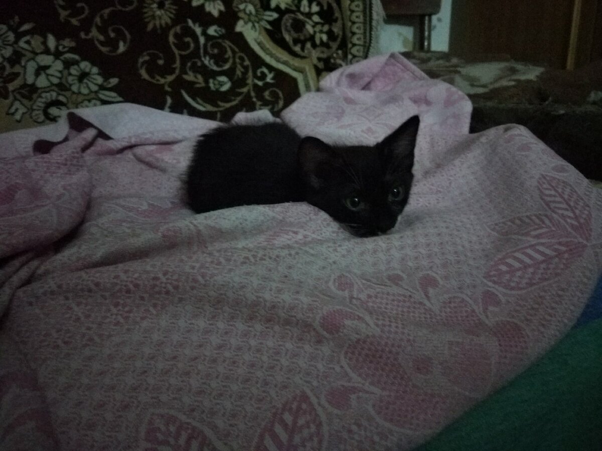 Ваша маленкость повышена, сударь! Фото: Анастасия Горбатова