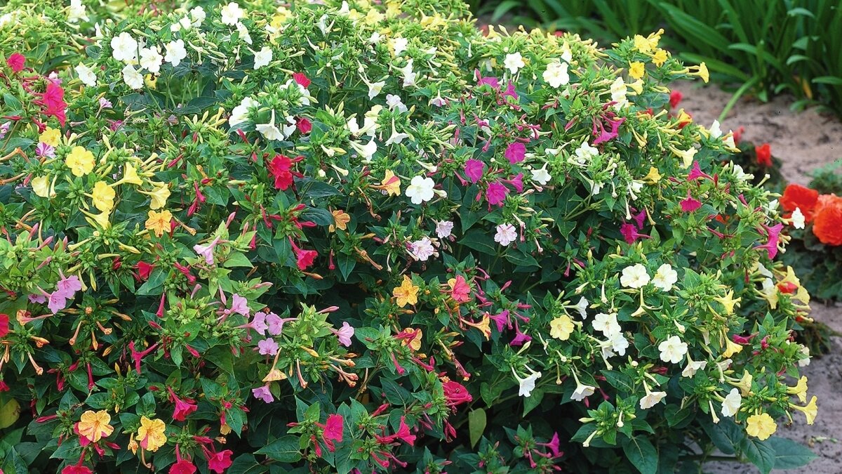 Цветок ночная красавица мирабилис. Мирабилис рассада. Мирабилис рассада вытянулась. Мирабилис куст многолетник. Мирабилис многоцветковый.