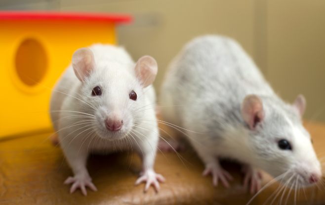 Счастливые и здоровые крысы