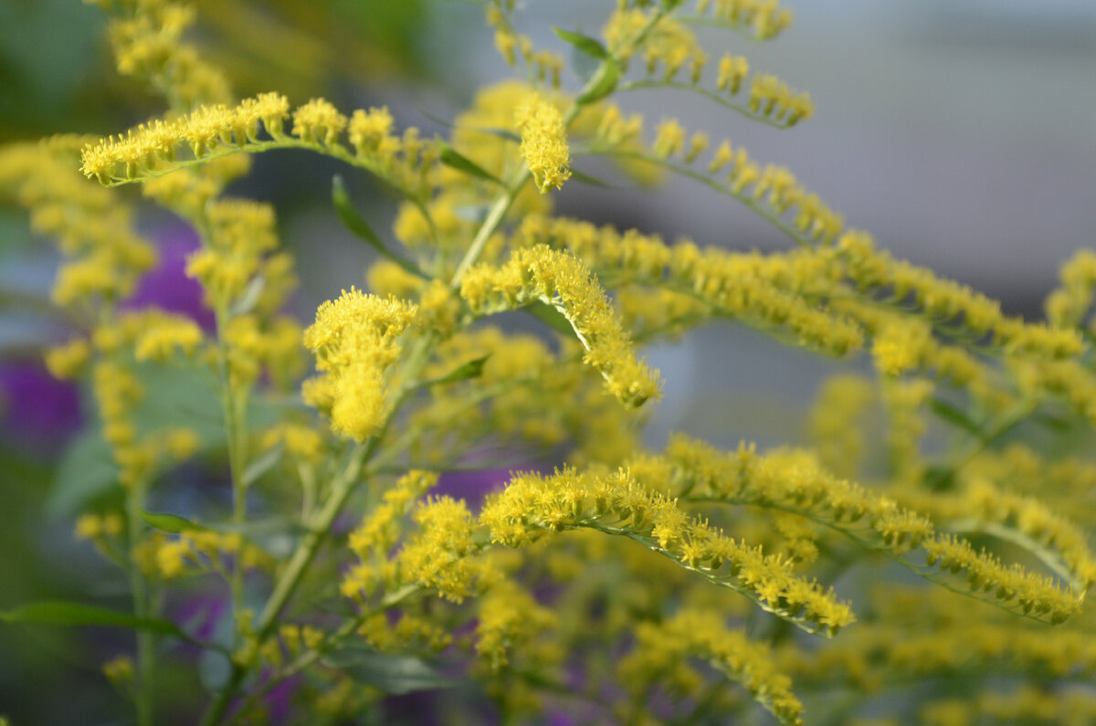 Солидаго извилистостебельный variegata