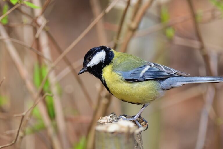    Большая синица (Parus major) / ©Pixabay/CC0 Public Domain