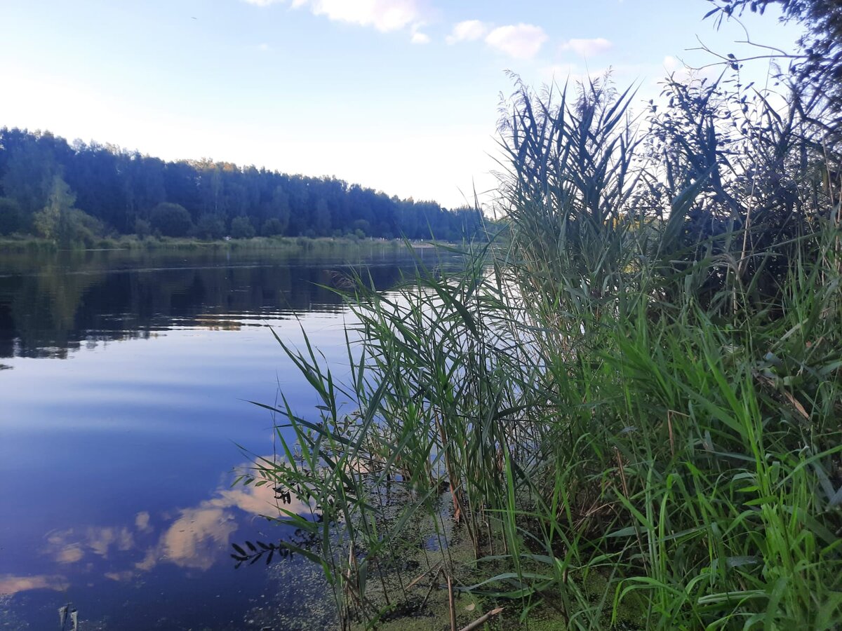 Вчера на пруду. Муж ездил на разведку. Вода холодная