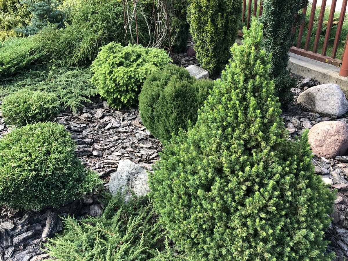 Моя хвойная композиция, у половины уже начинается хвоепад, так как растениям здесь по 6 лет 