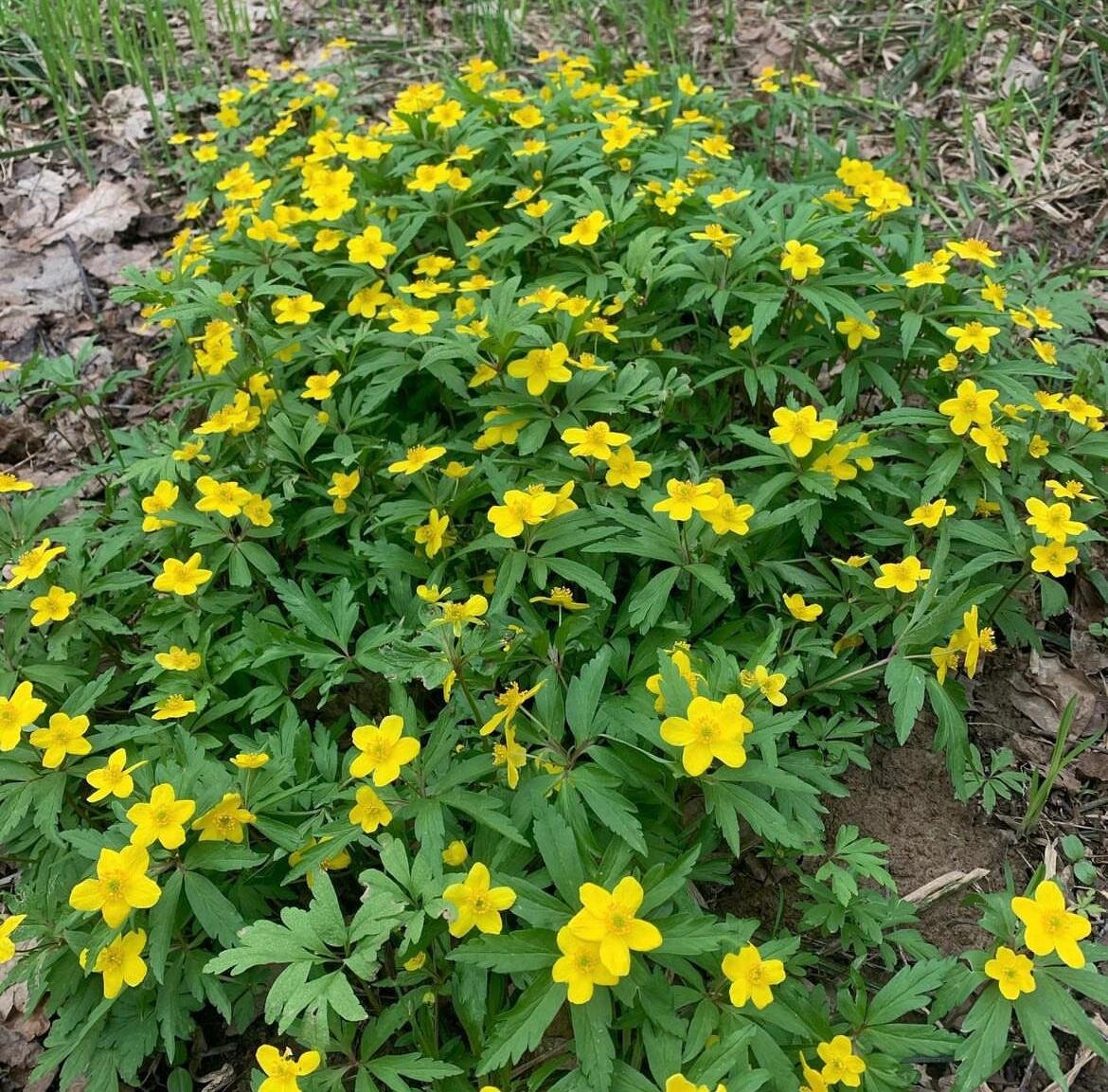Бирюлевский дендропарк © "Покажу Москву"