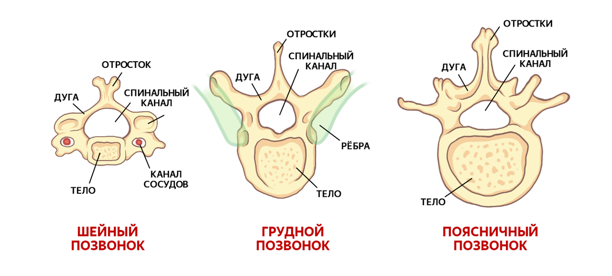 Сравнение позвонков разных отделов (вид сверху)