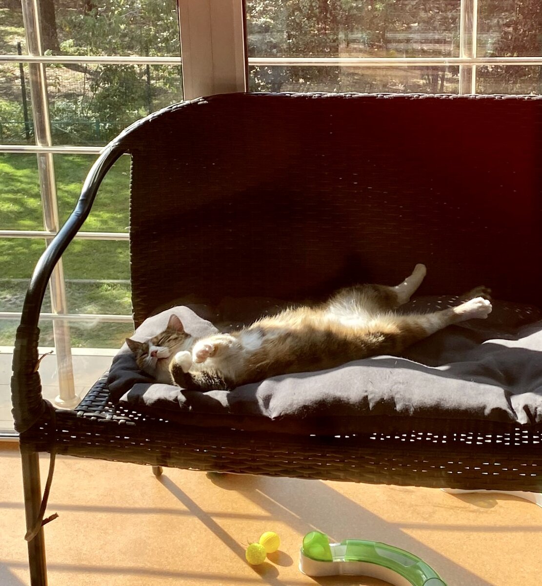 Лима наслаждается теплом к котодоме 