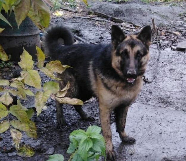 Двуногие предали его дважды!