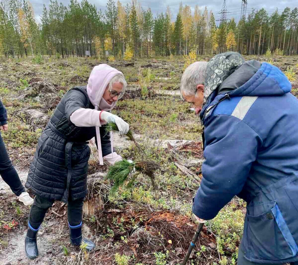    В Сургутском районе в рамках акции «Сохраним лес» высадили около трех тысяч саженцев сосны