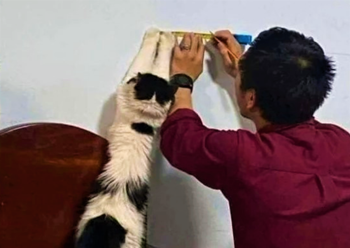 Коты не бесполезны. О дружбе людей и котов. Источник фото: pikabu.ru