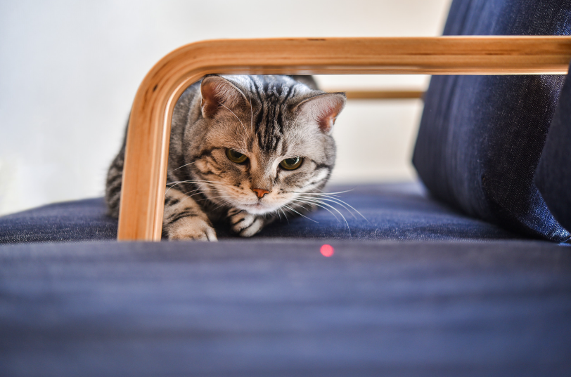 Кошка играет с лазерной указкой. Фото: Canva