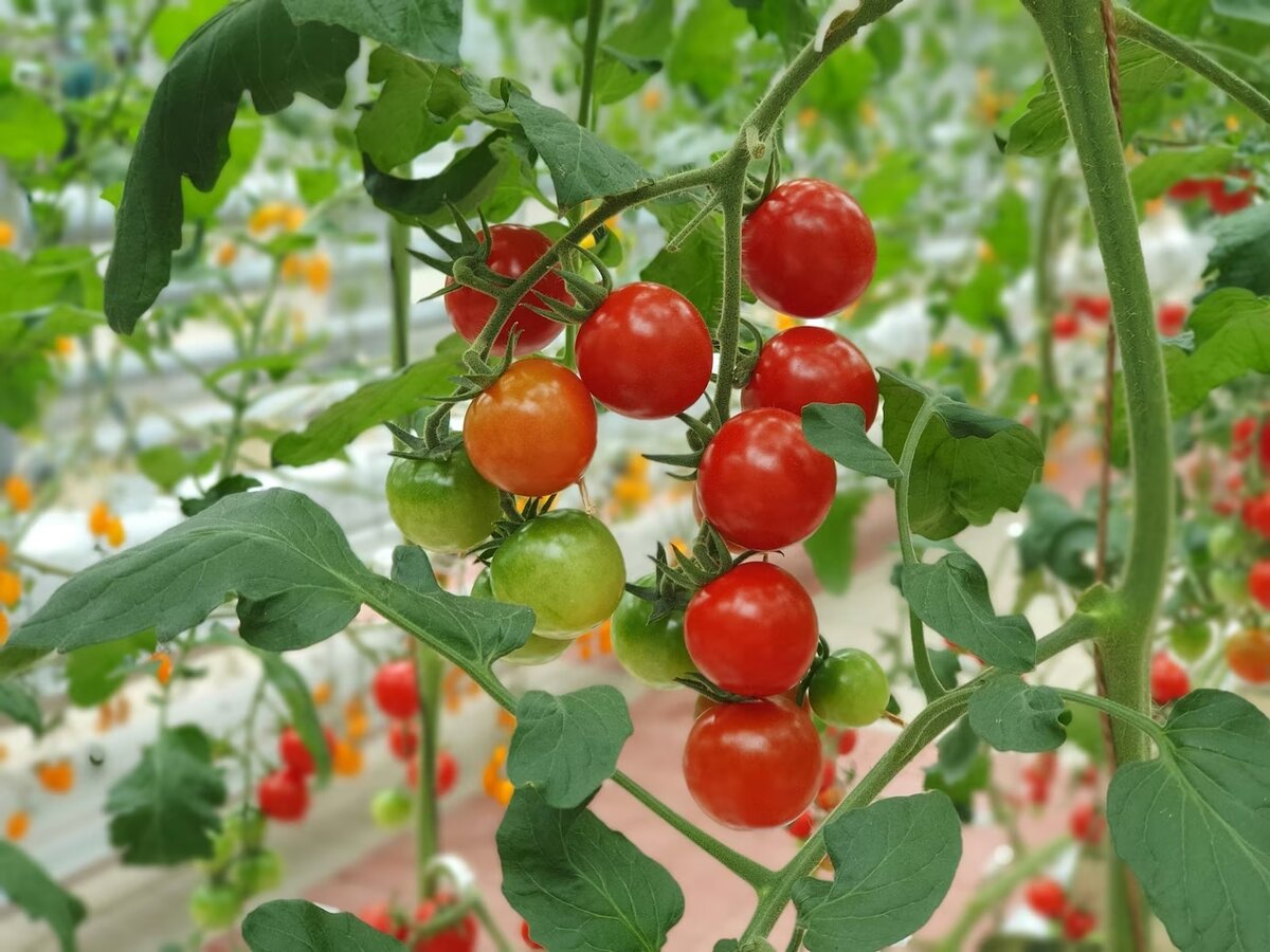 Como plantar tomate cherry