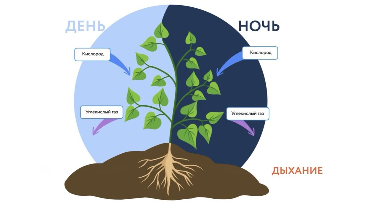 Схема процесса дыхания растения