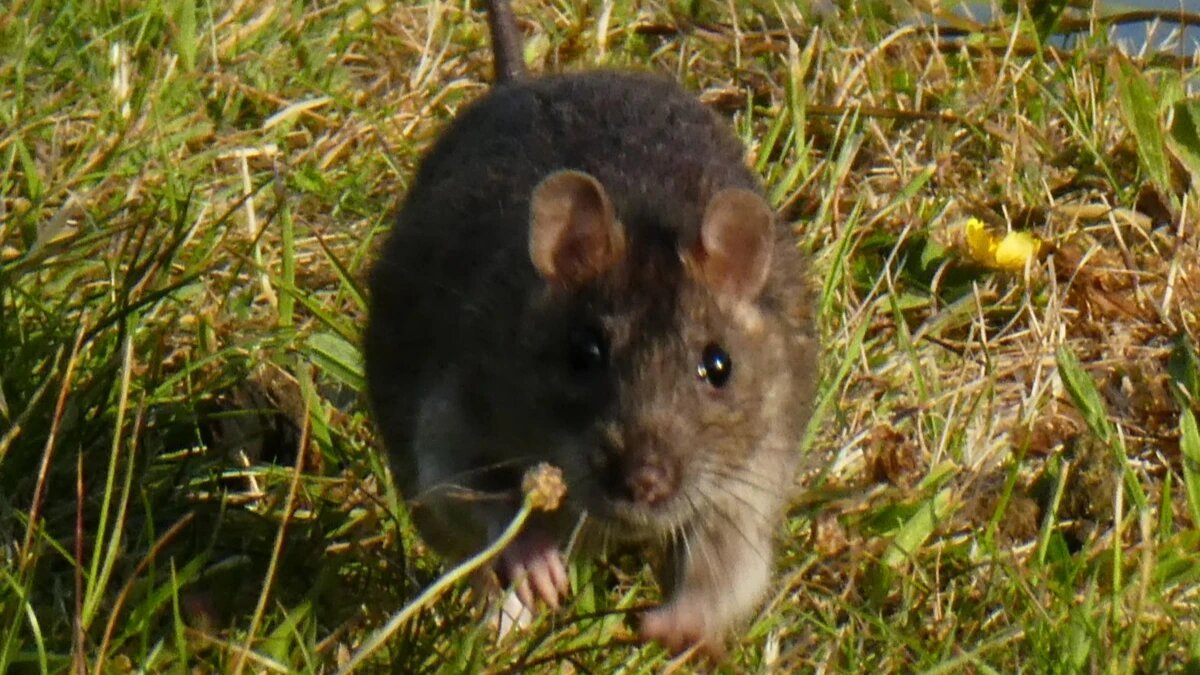 Фото: pxhere.com