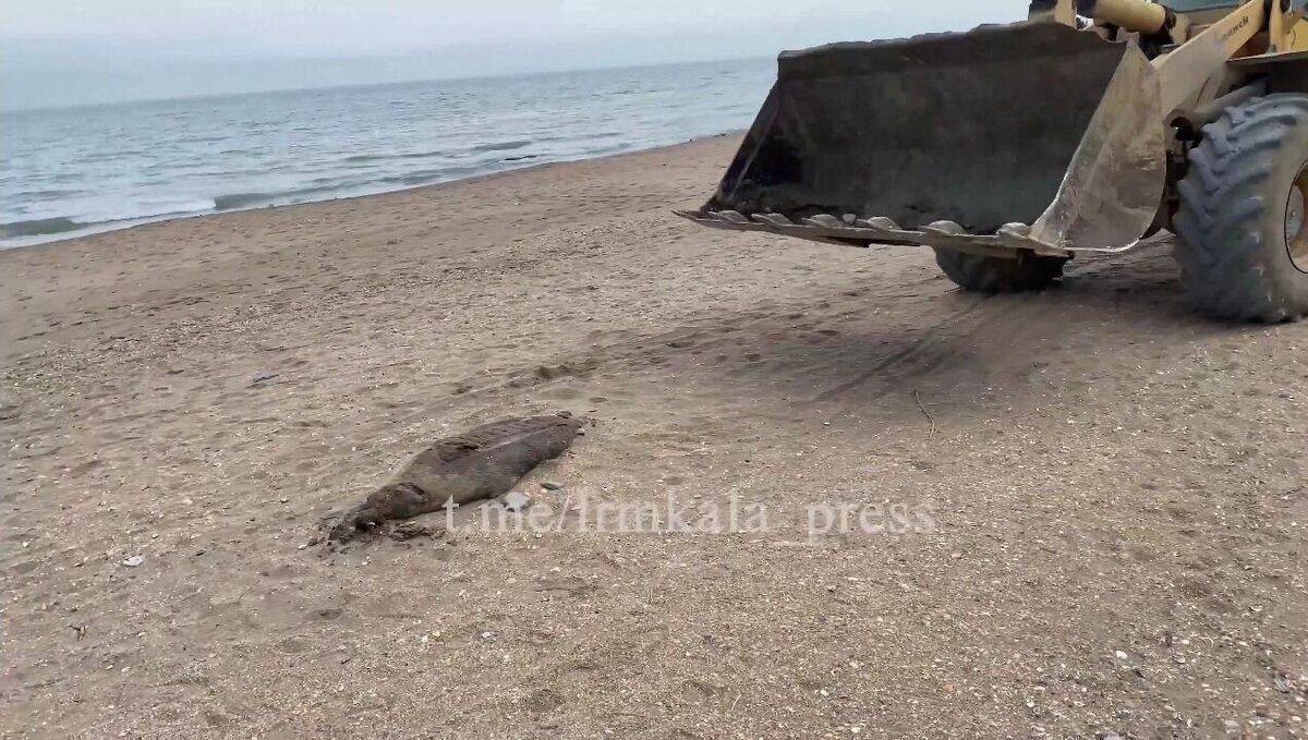     В районе лечебно-оздоровительного центра «Белый медведь» в Дагестане нашли трупы тюленей, говорится в Telegram-канале «Администрация внутригородского района „Ленинский район“ г. Махачкалы».