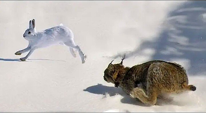 Собрался работать на себя? Будь как рысь, не будь, как собака. Первое ...