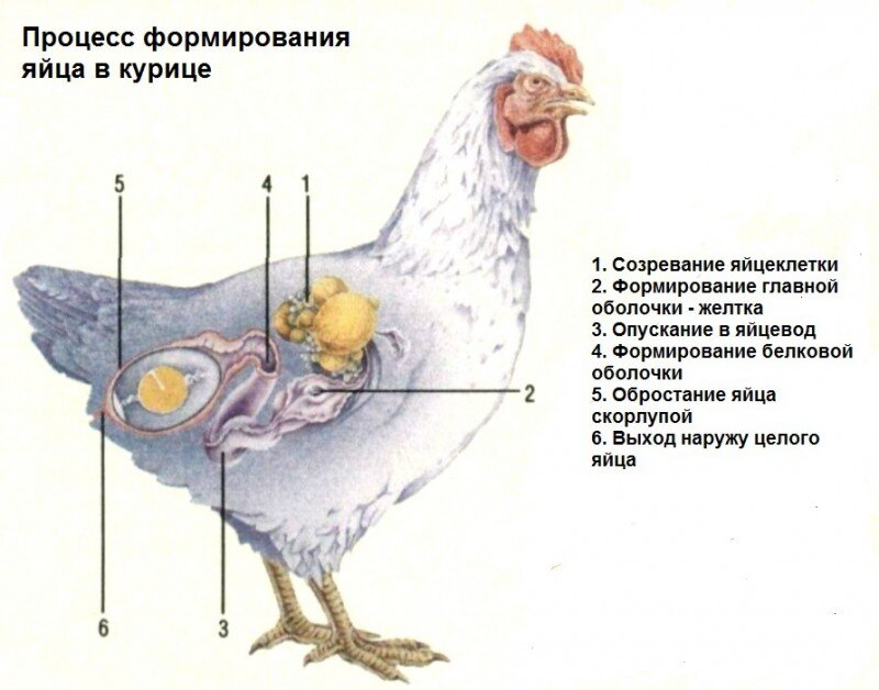 Как курица производит яйцо внутри яйца? | УДИВИТЕЛЬНОЕ РЯДОМ | Дзен