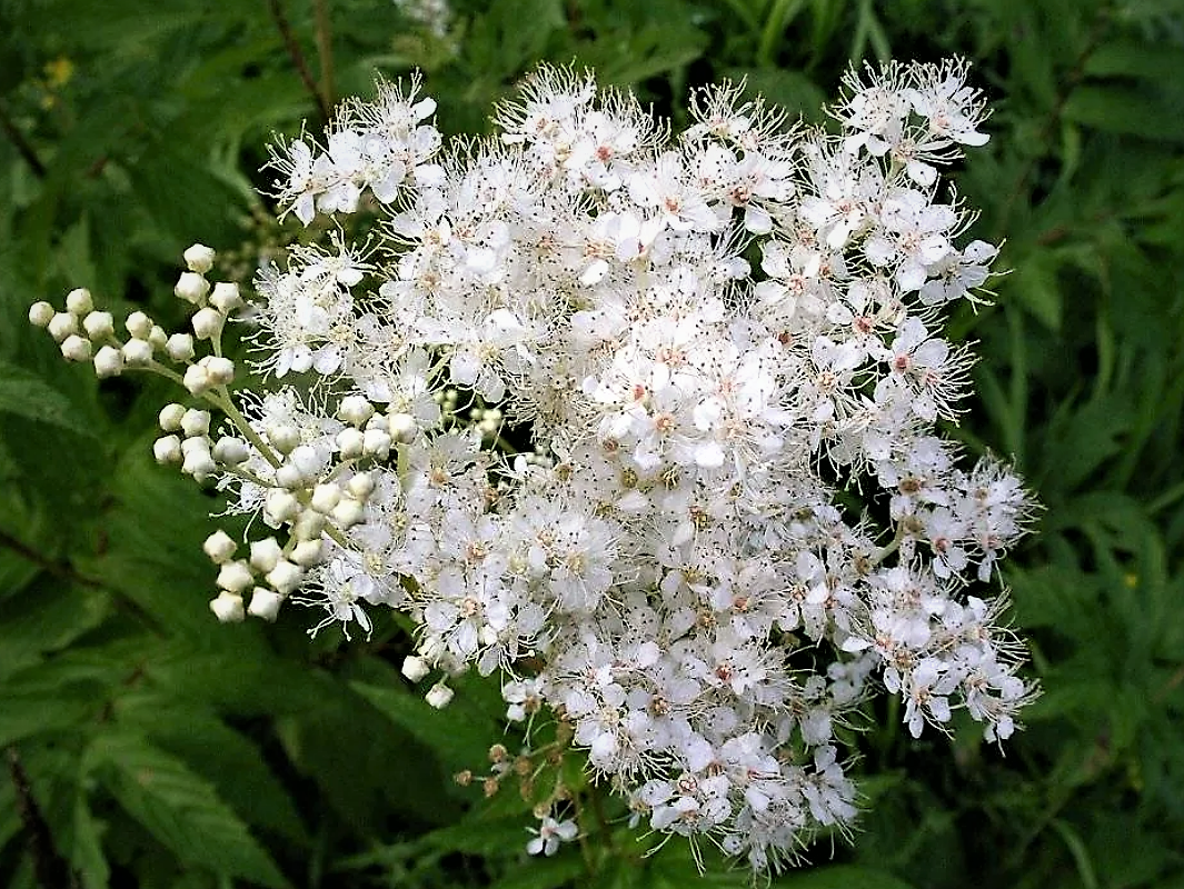 Filipendula palmata - Image of an specimen - Plantarium