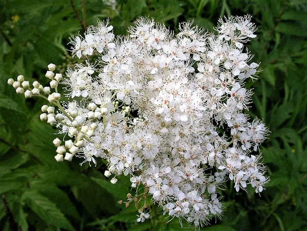 Таволга вязолистная. Таволга обыкновенная Filipendula vulgaris. Лабазник вязолистный. Таволга Вариегата.