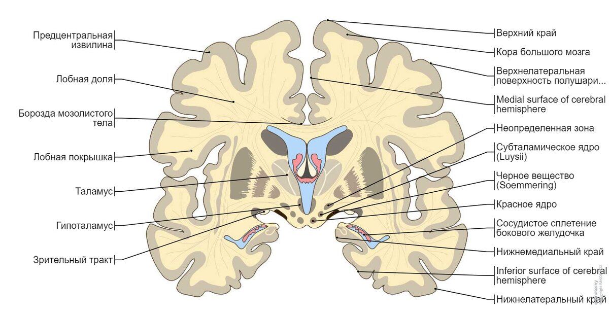Структура головного мозга. 