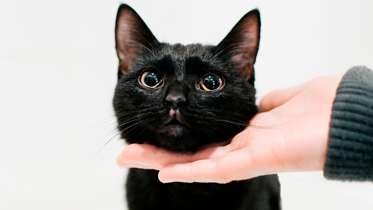 Как питомцы просят о внимании