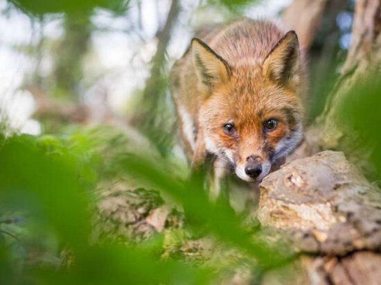     Фото: istockphoto.com