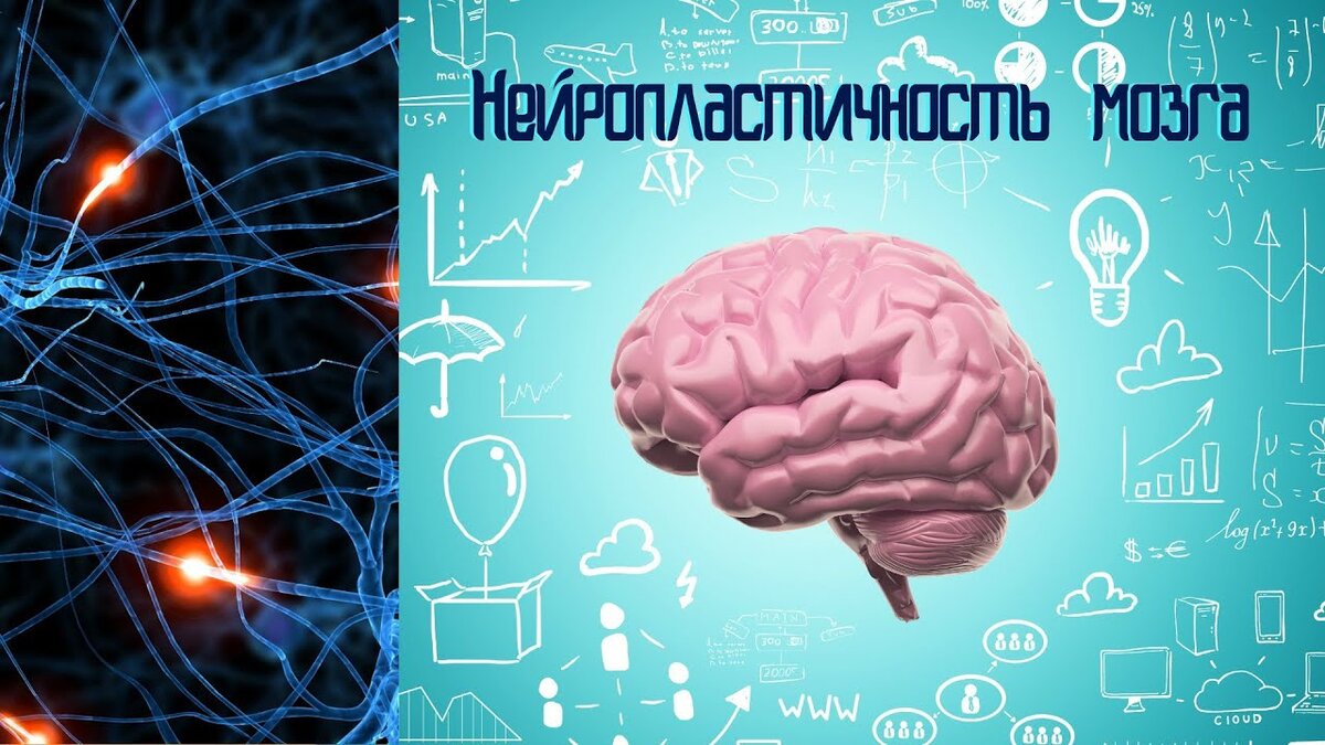 Нейропластичность и стареющий мозг: как мозг может меняться и  адаптироваться с течением времени | Метод Сократа | Дзен