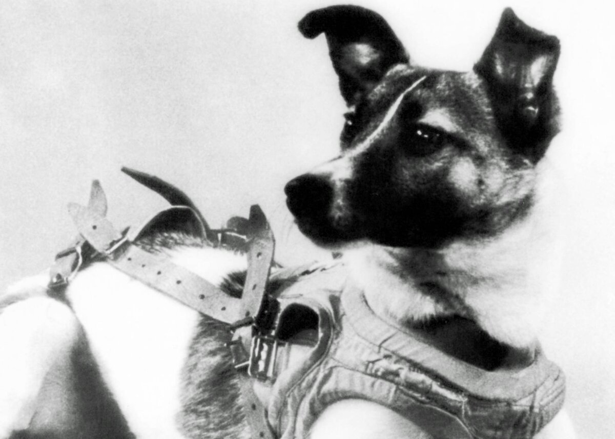 Первые собаки полетевшие в космос лайка. Лайка космонавт. Первая собака в космосе лайка. Лайка в космосе фото.